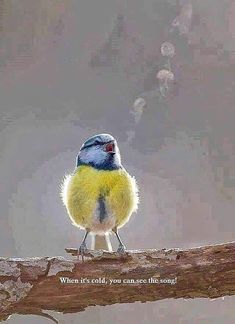 a small yellow bird sitting on top of a wooden branch with the caption when it's so cold you can see what you're singing