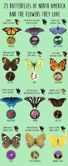 the butterflies of north america and the flowers they love infographical poster from flickr com