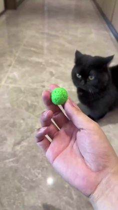 a black cat sitting on the floor next to a person holding a green ball in their hand