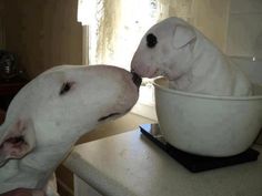 two white dogs are eating out of a bowl