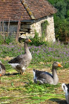 several ducks are standing in the grass near some flowers and a building with a thatched roof