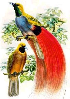 two birds sitting on top of a tree branch with red and yellow feathers in the foreground