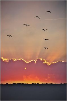 a flock of birds flying in the sky at sunset