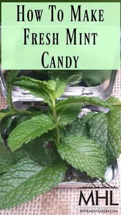 Julep Recipe, Fresh Herb Recipes, Mint Plant, Homestead Life, Refreshing Snacks, Mint Plants