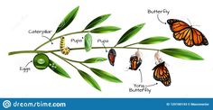 the life cycle of a butterfly on a green branch with leaves and caterpillars