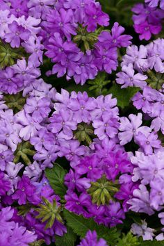 purple flowers are blooming in the garden, and it is hard to tell what color they are