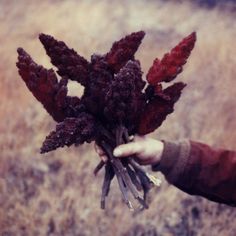 a person is holding some kind of plant in their hand