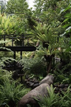 a bridge in the middle of a lush green forest filled with trees and rocks, surrounded by ferns