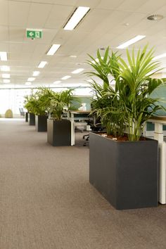 indoor plant hire, office plants, office plant hire Office Plants Ideas Interior Design, Green Walls Office, Plant Office Design, Indoor Office Plants, Plant Office Decor, Indoor Landscaping, Indoor Plants Decor, Office Plants Desk, Tattoo Plant