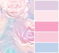 some pink and blue roses are in color swatches with the same hue as each other