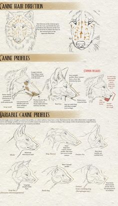 an illustrated guide to how to draw wolf heads