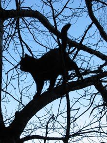 a black cat standing on top of a tree branch in the evening sun with no leaves