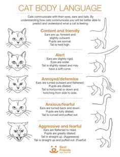 an orange and white poster with cats on it's side, including the words cat body language