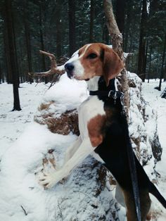 a brown and white dog standing on top of snow covered ground next to a tree