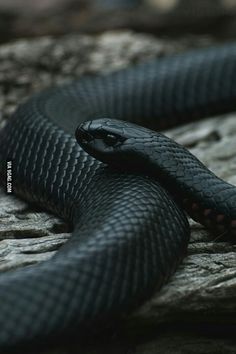 a black snake is curled up on a rock