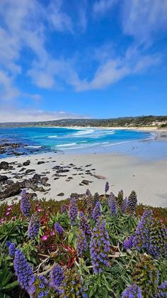 purple flowers are growing on the beach by the water's edge and blue sky