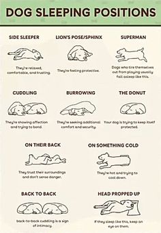 a poster with instructions on how to use dog sleeping positions for dogs and their owners