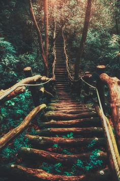 an old set of stairs in the woods with trees growing on it and sunlight coming through