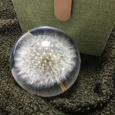 a dandelion sitting on top of a glass plate in front of a green box