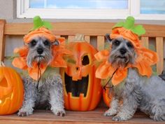 two small dogs sitting on a bench with pumpkins and jack - o'- lanterns