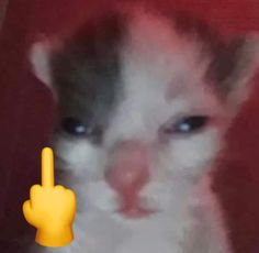 a blurry photo of a cat's face with the finger pointing at it