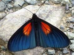 a blue and orange butterfly sitting on top of a rock