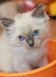 a white kitten with blue eyes sitting in an orange bowl