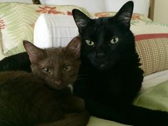 two black cats laying on top of a bed next to each other with green eyes