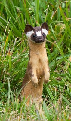 a small brown and white animal standing on its hind legs in the grass with it's front paws up