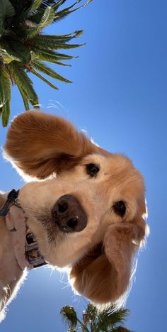 a close up of a dog's face with palm trees in the background