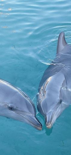 two dolphins swimming side by side in the blue ocean water with their heads touching each other