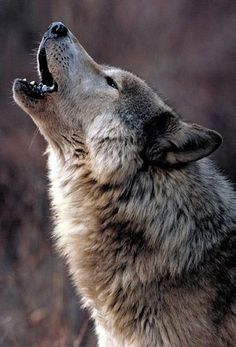 a wolf is looking up at the sky