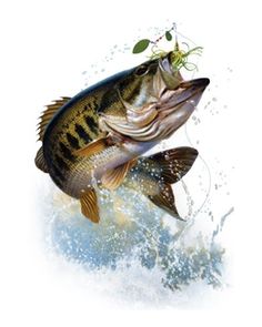 a large mouth bass jumping out of the water with a lure in it's mouth