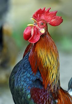 a close up of a rooster with a red comb and yellow crest on its head