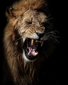 a lion with its mouth open and it's teeth wide open in the dark