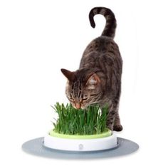 a cat standing on top of a green grass covered bowl in front of a white background