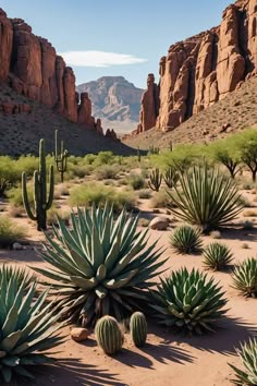 cactus plants in the desert with mountains in the background