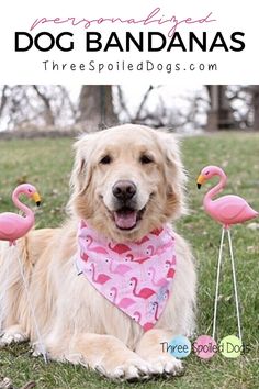 a dog is sitting in the grass with two flamingos on its legs and one has a bandana