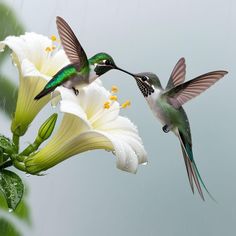 two hummingbirds feeding from a white flower with rain drops on it's wings