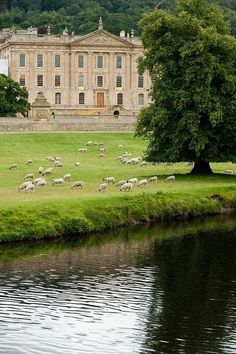 sheep graze in front of a large building on the side of a river with trees