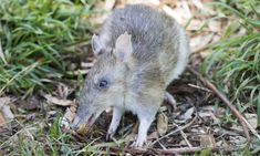 a small rat is standing in the grass