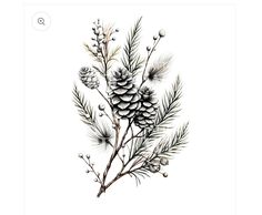 a drawing of some pine cones and branches