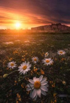 the sun is setting over a field with daisies in front of an old building