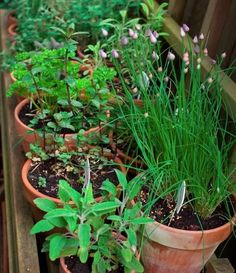 several pots filled with plants on top of a wooden table