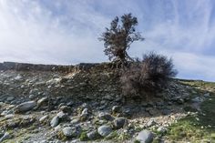 a small tree on top of a rocky hill