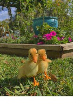 two little ducks sitting in the grass near some flowers