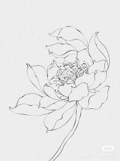 a drawing of a flower in black and white