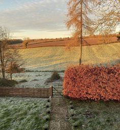 a field with trees and bushes in the foreground, surrounded by frosted grass