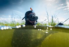 a dog is swimming in the water