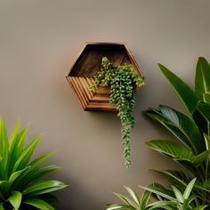 a green plant is growing out of a wooden box on the wall next to some potted plants